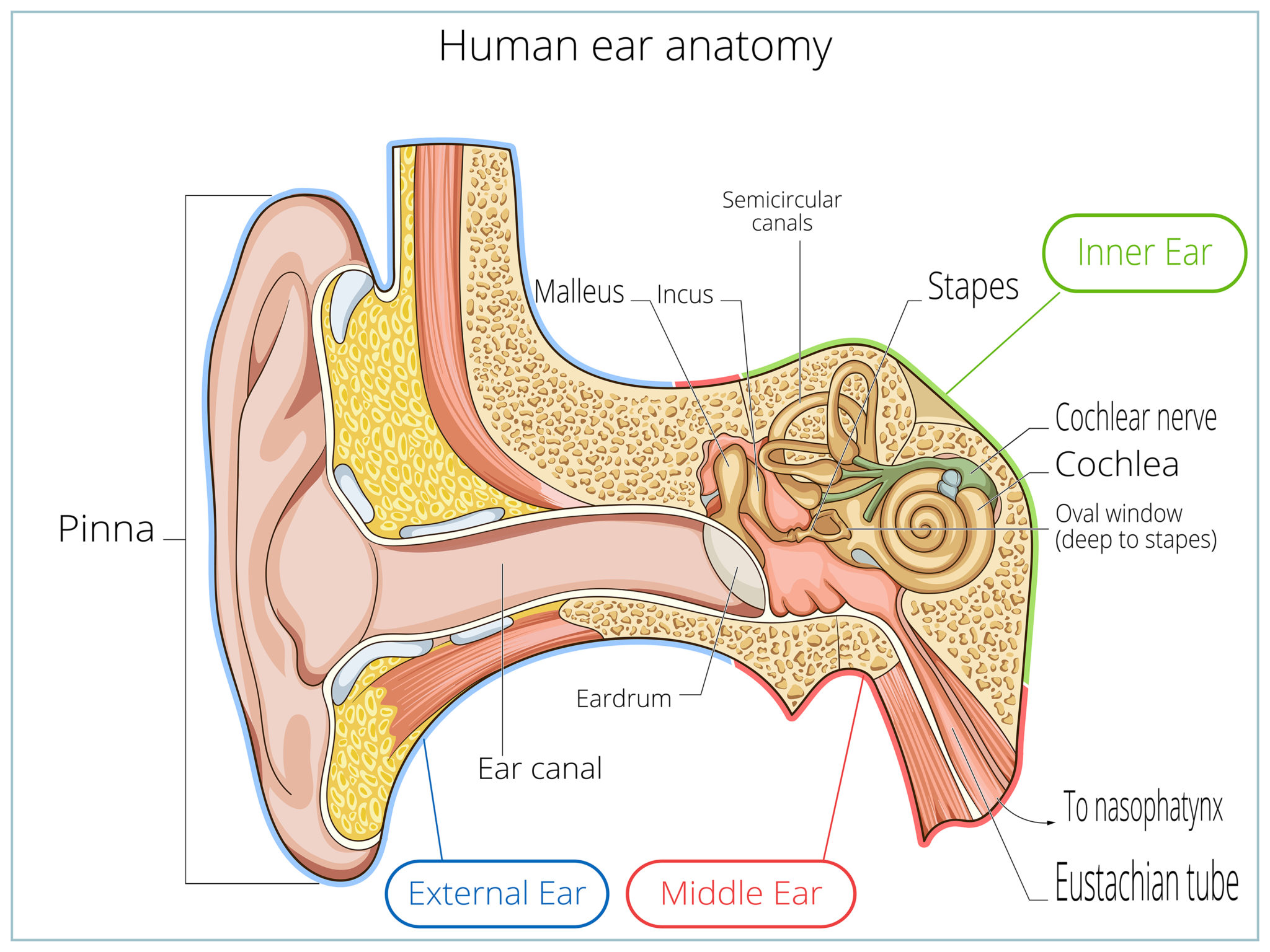 Ear Anatomy | Causes of Hearing Loss | Hearing Aids | Audiology