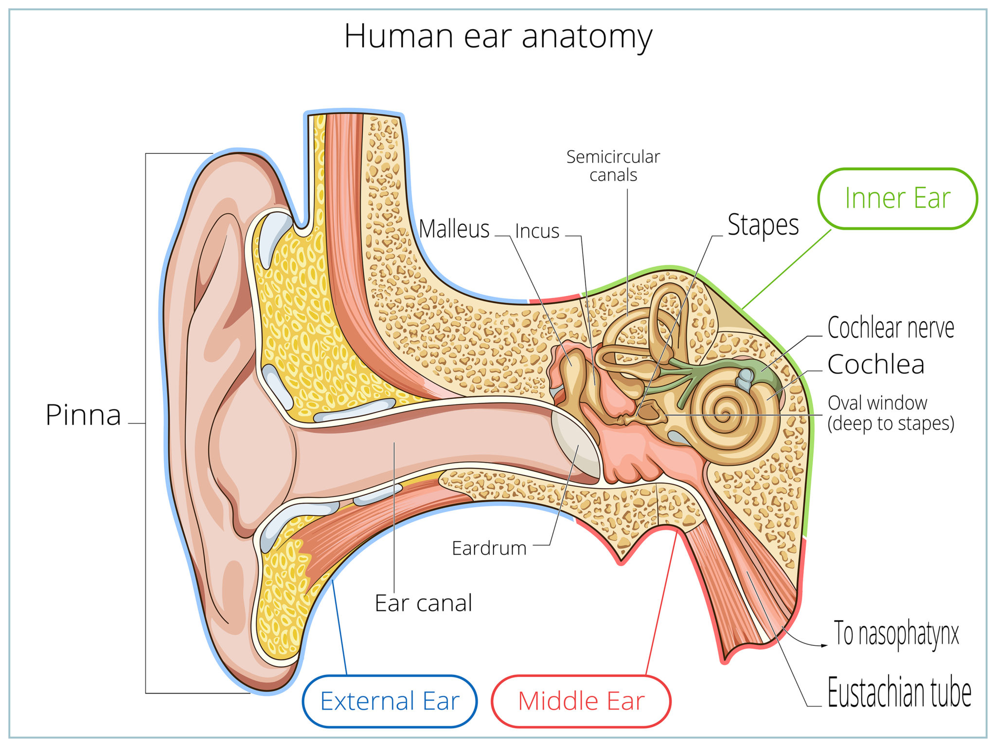 Ear Nose Throat Anatomy Chart