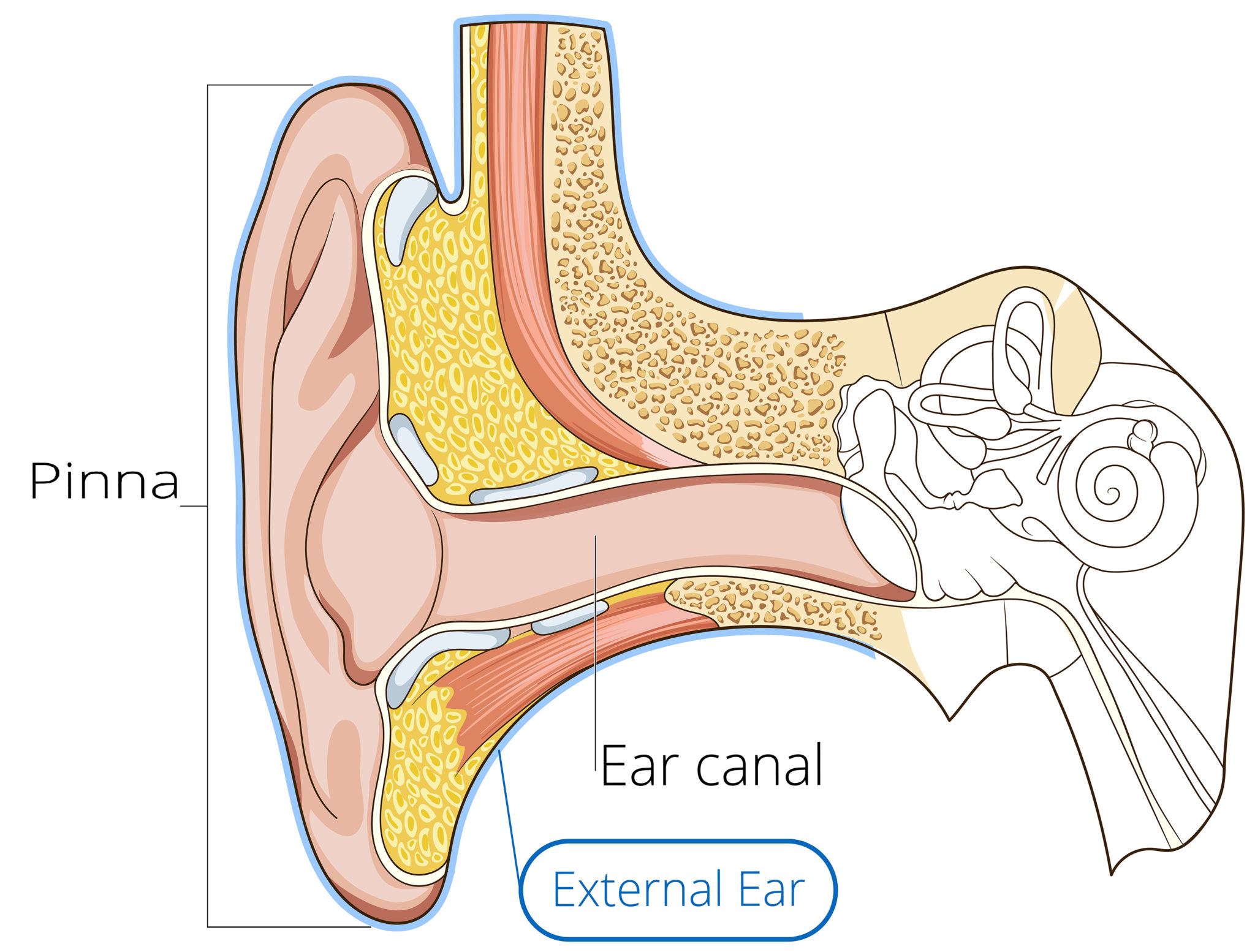 Ear Radiology Anatomy